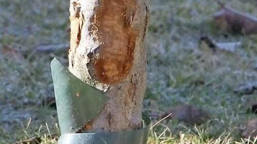 Nur noch ein spitzer Stumpf ist von diesem Apfelbaum übrig geblieben. Fotos: Heike Beudert