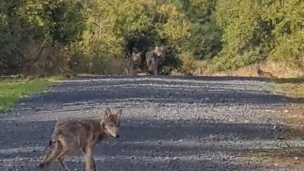 Am 20. September sind auf dem Truppenübungsplatz Wildflecken vier junge Wölfe in eine Fotofalle gelaufen.