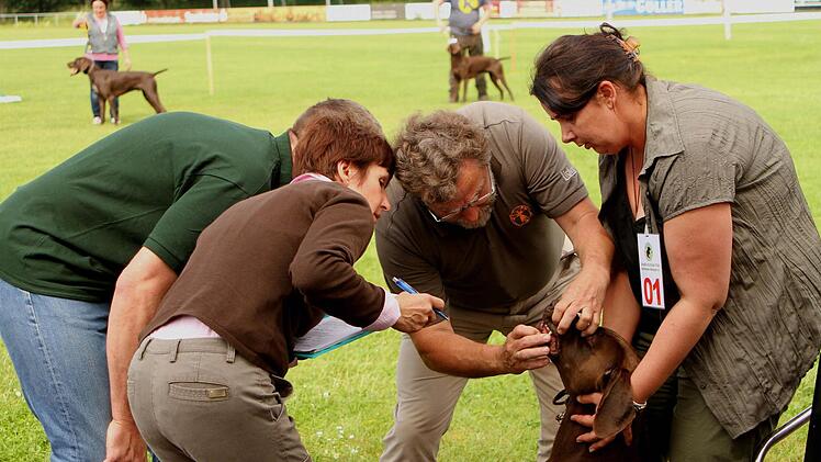 Die Richter schauen den Hunden ganz genau "aufs Maul", genauer auf die Zähne.  Fotos: Günther Geiling