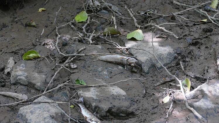 Der Buchbach ist an dieser Stelle fast ausgetrocknet. Das Ökosystem leidet darunter. Foto: Cordula Kelle-Dingel