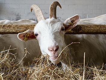 Ziege im Stall