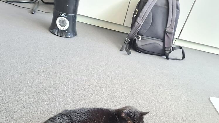Tierheim Hof: Happy End für Katzen-Oma "Hella"