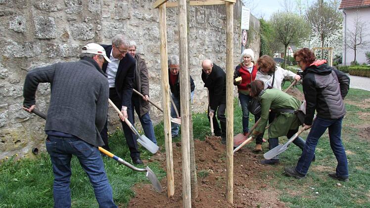 An Ostern 2017 wurden in Herzogenaurach drei Kugelkirschen gepflanzt. Sie waren die ersten drei von geplanten tausend Bäumen. Das Programm läuft allerdings schleppend. Foto: Archiv