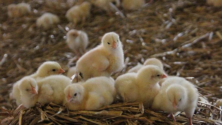 Die Küken turnen auf Strohhaufen herum.   Foto: Friedwald Schedel