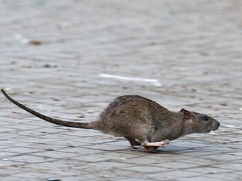 In New York wurde mal wieder eine "Pizza-Ratte" gesichtet. Ein Video kursiert dazu in den sozialen Netzwerken.  Symbolfoto: Bernd von Jutrczenka/dpa