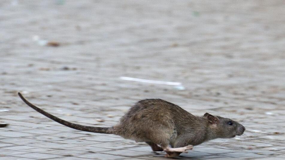 In New York wurde mal wieder eine "Pizza-Ratte" gesichtet. Ein Video kursiert dazu in den sozialen Netzwerken.  Symbolfoto: Bernd von Jutrczenka/dpa