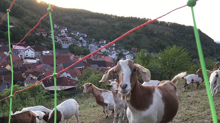 Ziegen leisten einen großen Beitrag zum Landschaftsschutz, wenn sie allerdings Weinbergsmauern und Böschungen beschädigen oder Obstbäume entrinden, ärgert das Grundstücksbesitzer. Foto: Ralf Ruppert