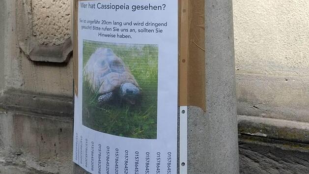 Bei der Suche nach der entlaufenen Schildkr&ouml;te, gab es zum Gl&uuml;ck viel Hilfe. Foto: Nikolas Pelke