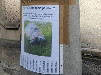 Bei der Suche nach der entlaufenen Schildkröte, gab es zum Glück viel Hilfe. Foto: Nikolas Pelke