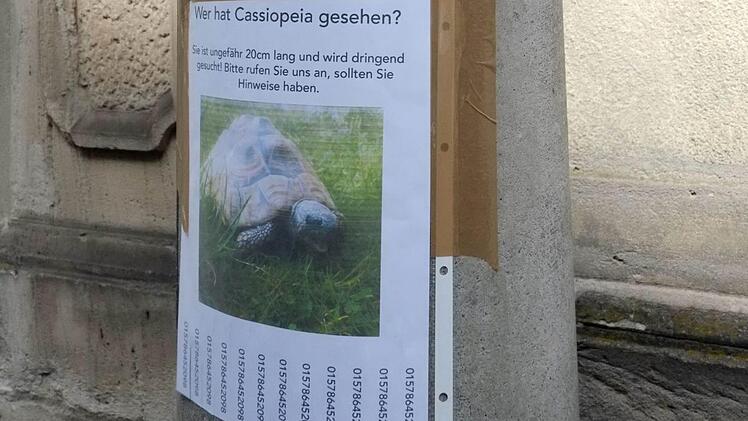 Bei der Suche nach der entlaufenen Schildkröte, gab es zum Glück viel Hilfe. Foto: Nikolas Pelke