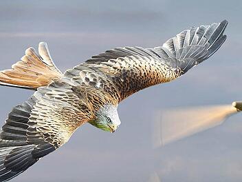 Wer in der Nähe des Rotmilans einen Windpark bauen will, hat weniger gute Karten. Auch Uhus und Fledermäuse könnten zum Ausschlusskriterium für     Investitionsvorhaben  in Sachen Windenergie in der Fränkischen Schweiz werden.  Illustration: Klaus Heim