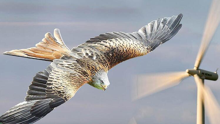 Wer in der Nähe des Rotmilans einen Windpark bauen will, hat weniger gute Karten. Auch Uhus und Fledermäuse könnten zum Ausschlusskriterium für     Investitionsvorhaben  in Sachen Windenergie in der Fränkischen Schweiz werden.  Illustration: Klaus Heim