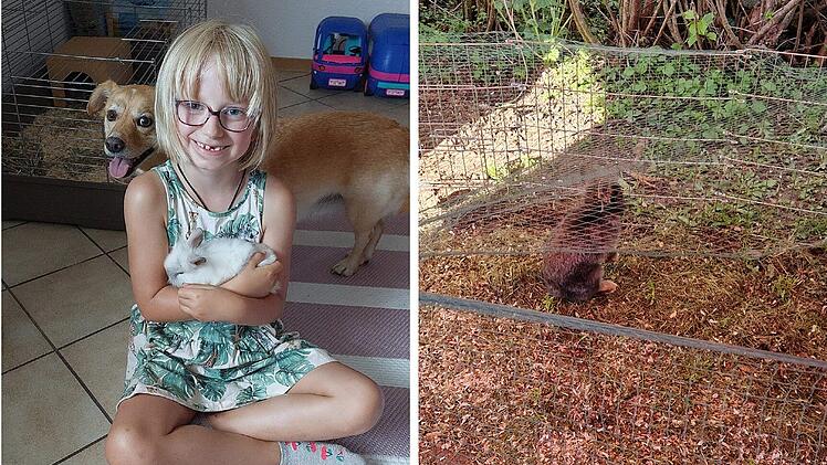 Albertshausen: Angelina (7) wird geliebtes Haustier gestohlen - M&auml;dchen "fix und fertig"