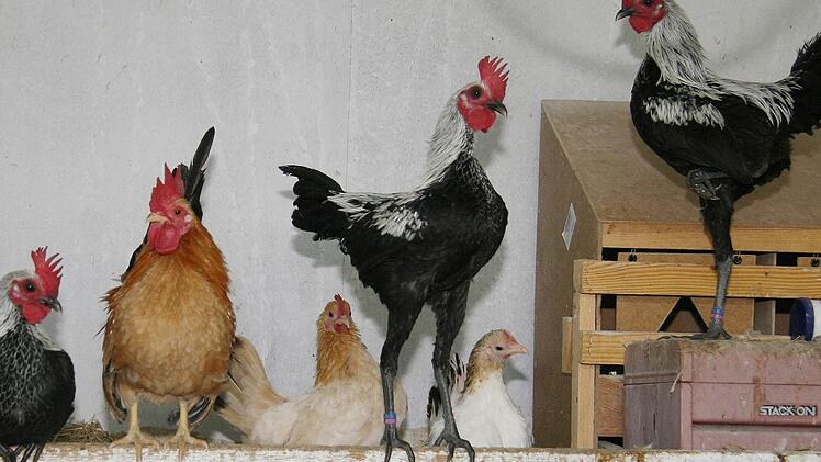 Die Seramas sind die kleinsten Hühner der Welt, wiegen zwischen 170 und 525 Gramm. Auch Nils Becker besitzt einige Exemplare.