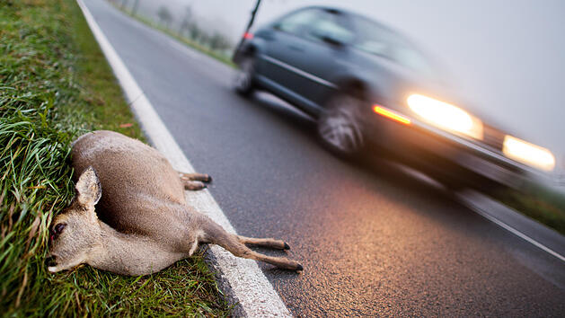Landratsamt Bamberg warnt vor erh&ouml;hter Wildunfallgefahr zur Zeitumstellung