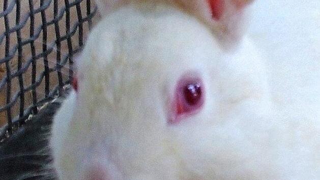 Noch hofft Pomuk im Tierheim auf einen neuen Besitzer.  Foto: privat