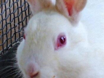 Noch hofft Pomuk im Tierheim auf einen neuen Besitzer.  Foto: privat