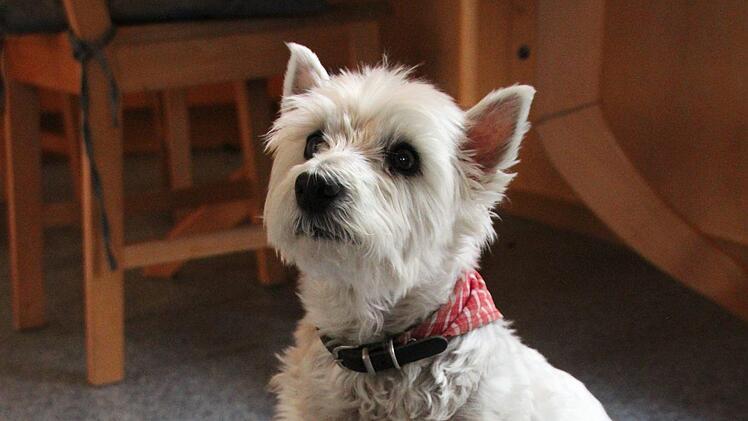 H&uuml;ndin Sunny mit ihrem Weltmeistertipp?Jann Weckel