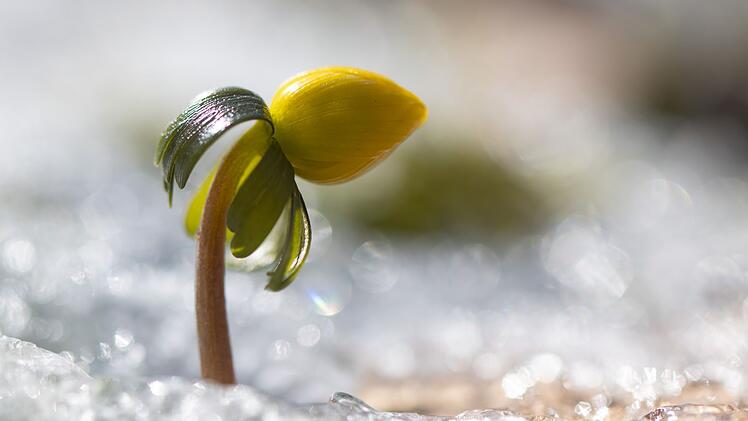 Winterling in Sachsen