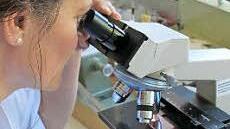 Unter dem Mikroskop werden die Pollen sichtbar und gezählt.