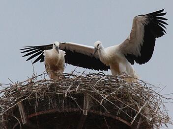 Früh waren die Hammelburger Störche heuer in ihrem Nest, spät flogen sie wieder Richtung Süden. BN-Storchenexperte Jochen Willecke geht davon aus, dass die Vögel ihr Winterquartier in Frankreich beziehen werden.  Foto: Christian Fenn