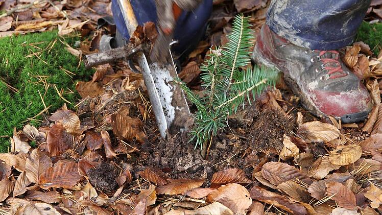 Mit einem Spezialspaten wird ein Loch an einem geeigneten Standort ausgehoben