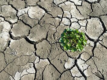 Die derzeitige Trockenheit bereitet den Landwirten große Sorge. Foto: dpa