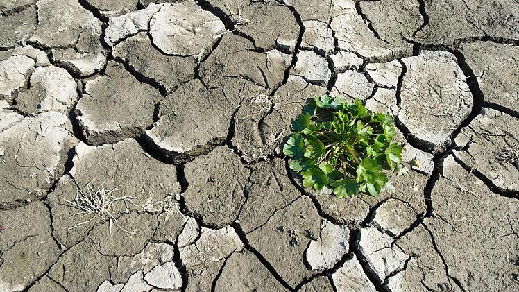 Die derzeitige Trockenheit bereitet den Landwirten große Sorge. Foto: dpa