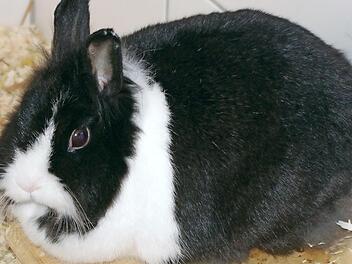 Marry Lynn wartet im Tierheim auf neue Besitzer. Foto: Tierschutzverein