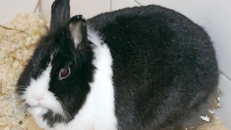 Marry Lynn wartet im Tierheim auf neue Besitzer. Foto: Tierschutzverein