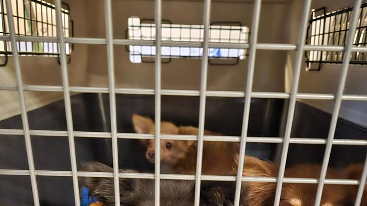 Tierheim Nürnberg: "Nächste Katastrophe" - 19 Chihuahuas aus Wohnung sichergestellt