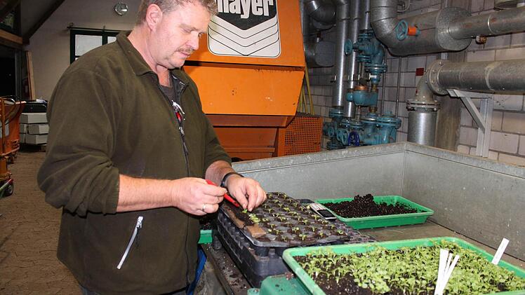 Thomas Hornung pikiert Stiefmütterchen für den Frühling.