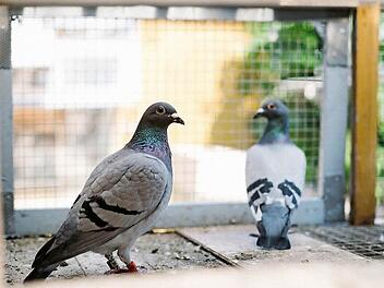 Die linke Taube ist die "237", die leistungsfähigste Taube des Züchters aus Bad Staffelstein. Sie wirkt ausgesprochen vital.  Foto: Hendrik Steffens