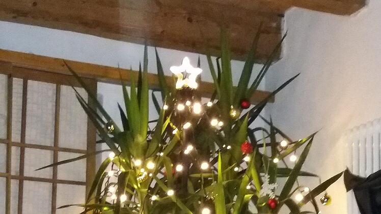 Das ist der Christbaum der Fam. Krug aus Thüngfeld. Diese Yuccapalme ist seit drei  Jahren ihr Christbaum, der jedes Jahr von den Söhnen  geschmückt wird. Jaja, die Jugend. Sie meinen: NORMAL KANN JEDER. Im Sommer darf der  Baum  dann den  Garten schmücken.