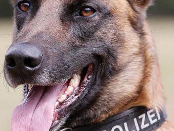 Ein mutma&szlig;licher Ladendieb hat im sauerl&auml;ndischen Olsberg einem Polizeihund in die Nase gebissen. Symbolbild: Malte Christians/dpa