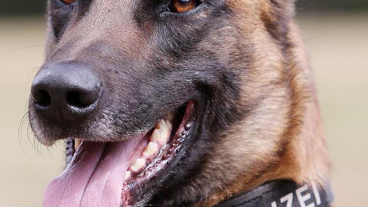 Ein mutma&szlig;licher Ladendieb hat im sauerl&auml;ndischen Olsberg einem Polizeihund in die Nase gebissen. Symbolbild: Malte Christians/dpa