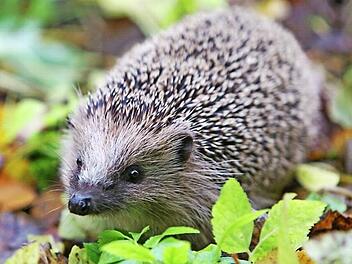 Der Winterschlaf ist vorbei: Die meisten Igel sind wieder aktiv.  Foto: Karl-Josef Hildenbrand/dpa