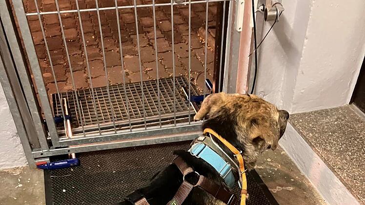 Zapfendorf: Entlaufener Hund Christo nach rund vier Monaten entdeckt - "Happy End"