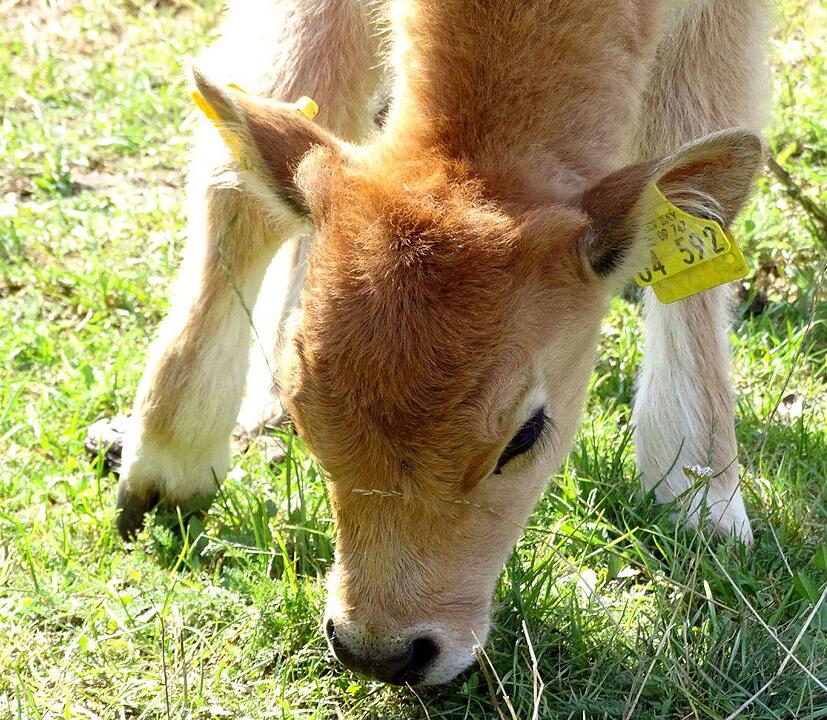 Ein Besuch im Wildtierpark Schloss Tambach. Danke an inFrankenPix-Nutzer herzolife!
