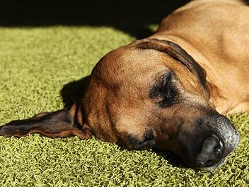 Der entlaufene Jagdhund machte es sich in Ebern-Unterpreppach im H&uuml;hnerstall gem&uuml;tlich. Symbolfoto: pixabay.com