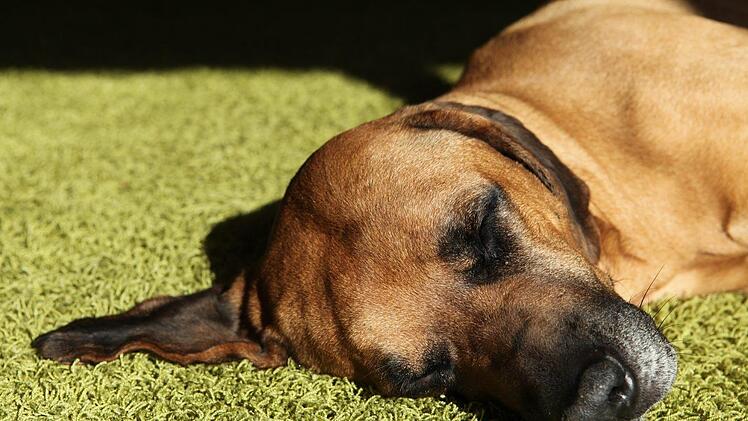 Der entlaufene Jagdhund machte es sich in Ebern-Unterpreppach im H&uuml;hnerstall gem&uuml;tlich. Symbolfoto: pixabay.com