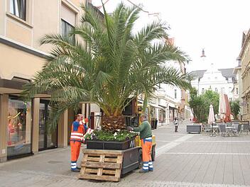 Bernhard Schr&ouml;ll und Georg Materzok vom Servicebetrieb der Stadt Bad Kissingen platzieren Palmen in der Ludwigstra&szlig;e.  Foto: Stadt Bad Kissingen