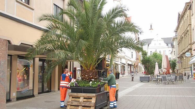 Bernhard Schr&ouml;ll und Georg Materzok vom Servicebetrieb der Stadt Bad Kissingen platzieren Palmen in der Ludwigstra&szlig;e.  Foto: Stadt Bad Kissingen