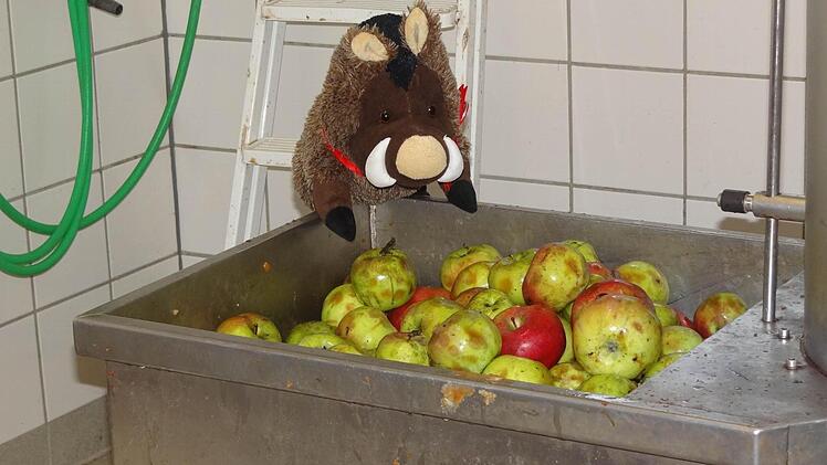 Lützel Eber, das Eberner Maskotchen, überwacht die Produktion des Saftes in Schottenstein.