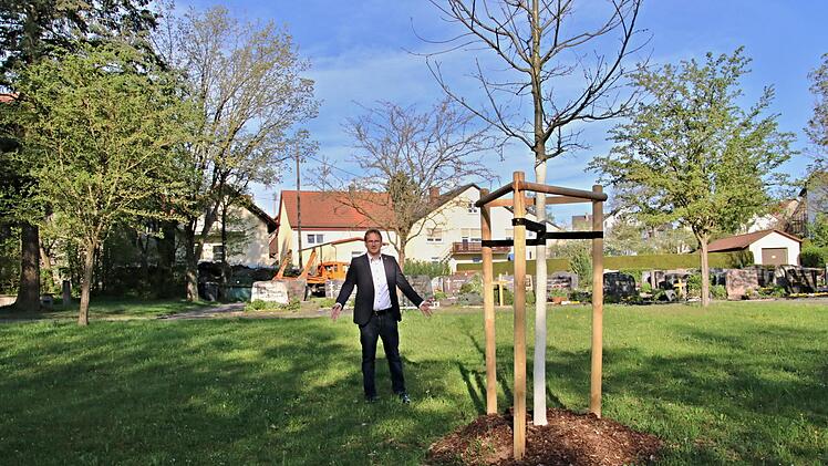 Um diesen vor einiger Zeit gepflanzten Baum besteht  in dem von Bürgermeister Wolfram Thein angezeigten Bereich die Möglichkeit für Urnenbestattungen. Helmut Will