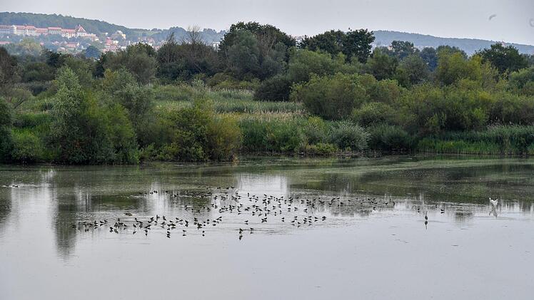 Vogelinsel - auf der Sandbank sitzen viele Kiebitze und auch einige Große Brachvögel. Foto: Ronald Rinklef