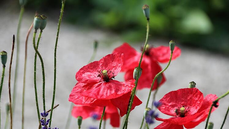 Gute Kombination: blau-lila Lavendel und roter Klatschmohn. Diana Fuchs