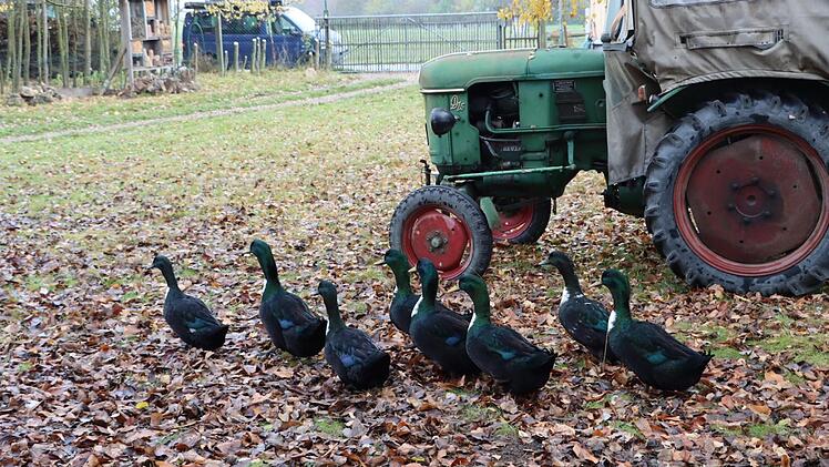Auf dem Archehof leben auch Pommernenten.   Foto: Sigrun Hannemann