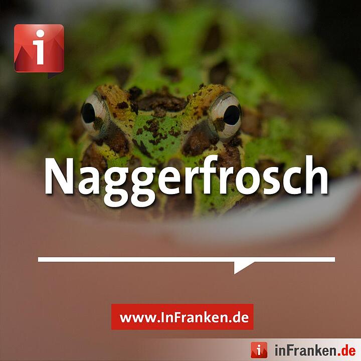 Tag der Muttersprache: Fränkisch zum Teilen