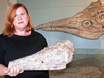 Brigitte Eichner-Grünbeck zeigt vor dem großen Fischsaurierkopf einen weiteren versteinerten Ichthyosaurus-Schädel, der sich derzeit jedoch im Depot des Museums befindet. Foto: Matthias Einwag